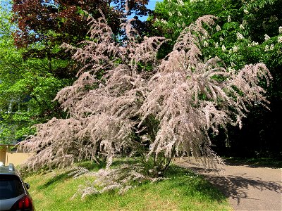 Tamarix in the parc de l'Aulnaye à Vaires-sur-Marne (Seine-et-Marne, France).