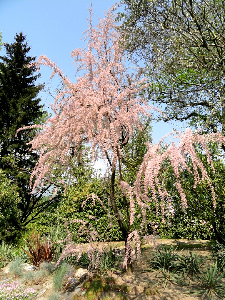 Tamarix gallica. Botanical specimen on the grounds of the Villa Taranto (Verbania), Lake Maggiore, Italy.
