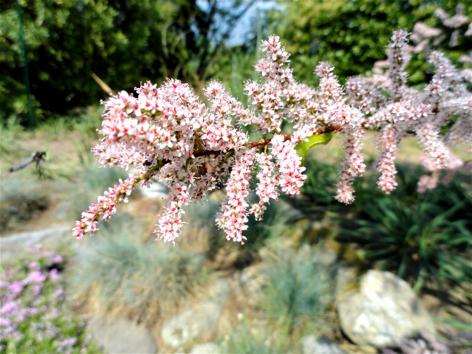 Tamarix gallica. Botanical specimen on the grounds of the Villa Taranto (Verbania), Lake Maggiore, Italy.