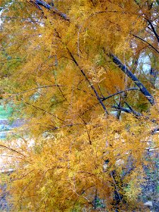 Tamarix gallica in Fall, Dehesa Boyal de Puertollano, Spain