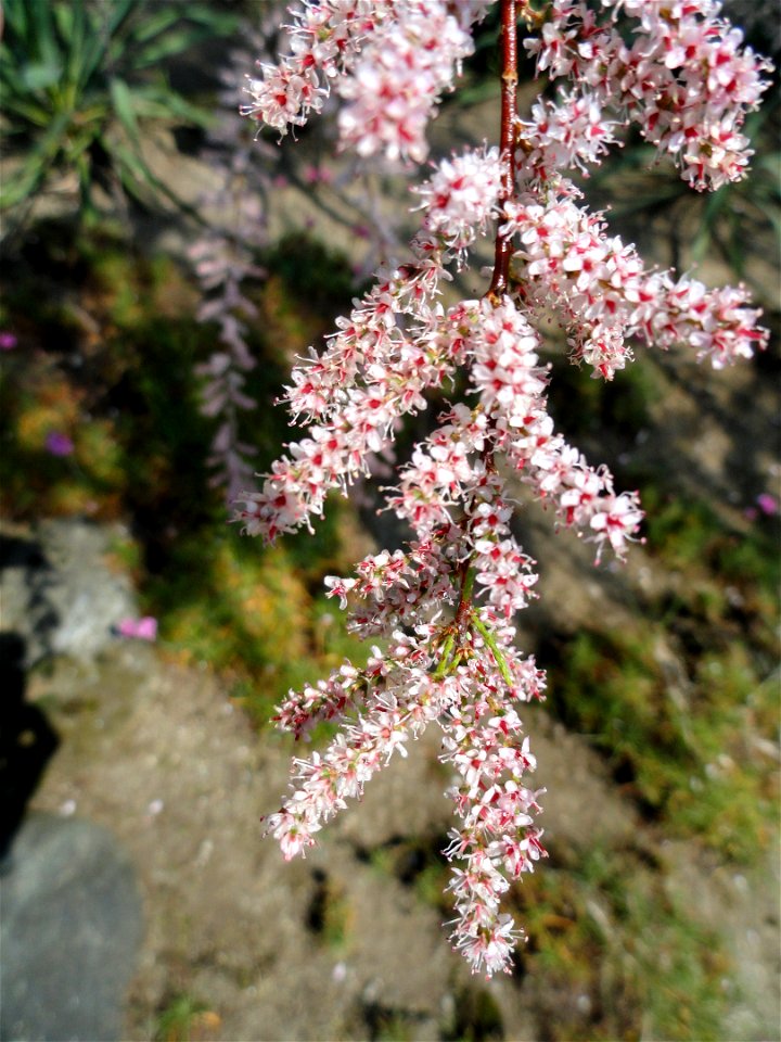 Tamarix gallica. Botanical specimen on the grounds of the Villa Taranto (Verbania), Lake Maggiore, Italy.