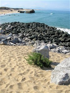 Tamarix gallica, pioneer plant on sand and rocks in Capbreton, Landes, France