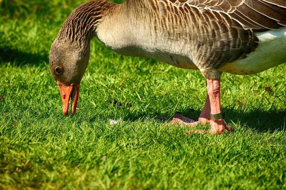 Bird animal nature