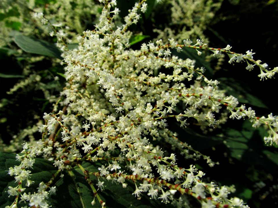 Giant Knotweed (Fallopia sachalinensis, Reynoutria sachalinensis, or Polygonum sachalinense) in the Seldom Seen Greenway, Pittsburgh
