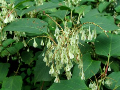 Giant Knotweed (Fallopia sachalinensis, Reynoutria sachalinensis, or Polygonum sachalinense) in the Seldom Seen Greenway, Pittsburgh