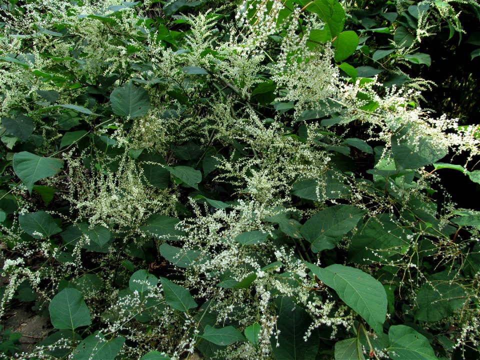 Giant Knotweed (Fallopia sachalinensis, Reynoutria sachalinensis, or Polygonum sachalinense) in the Seldom Seen Greenway, Pittsburgh