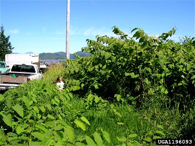 Reynoutria sachalinensis plants