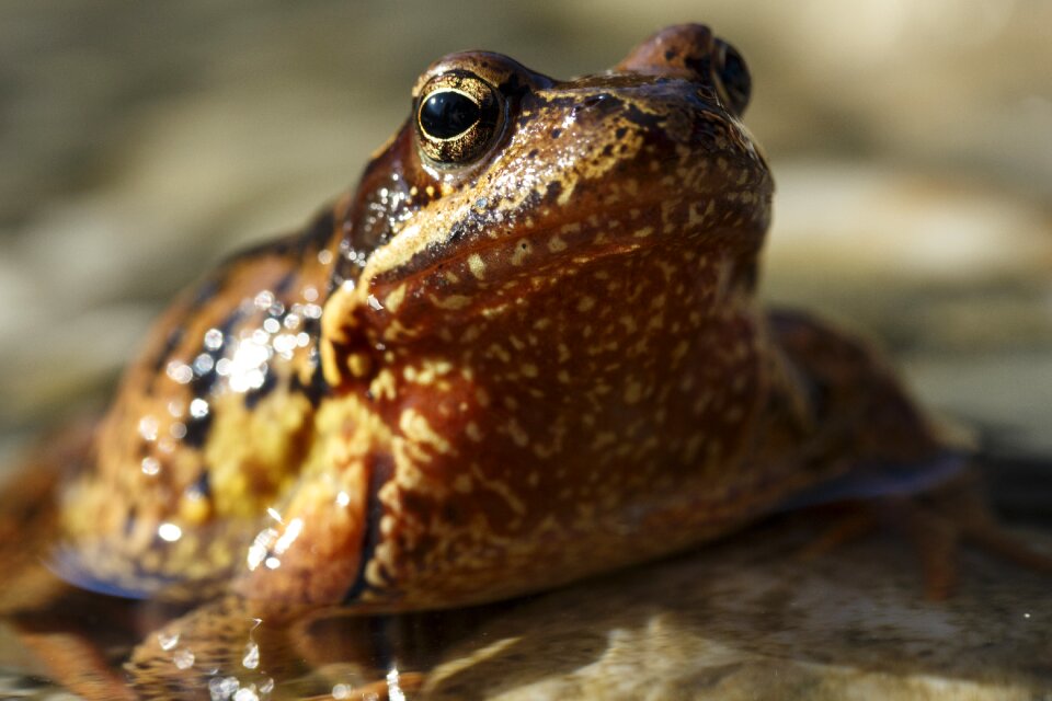 Pond water amphibian