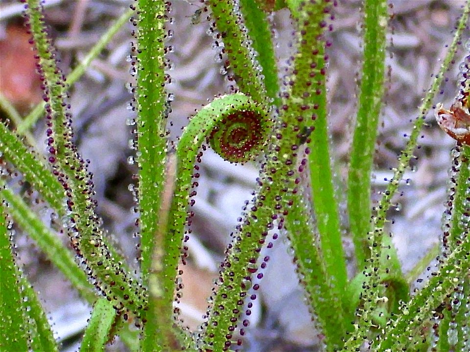 Drosophyllum lusitanicum close up, Sierra Madrona, Spain