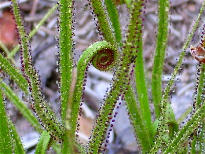 Drosophyllum lusitanicum close up, Sierra Madrona, Spain