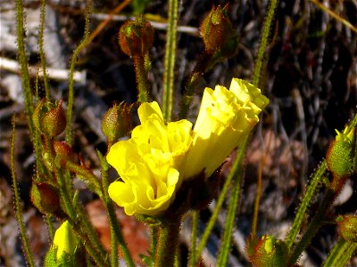 Drosophyllum lusitanicum flower close up, Sierra Madrona, Spain