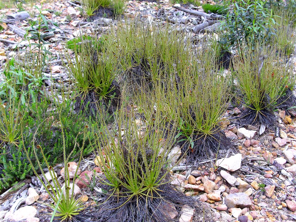 Drosophyllum lusitanicum habitat, Sierra Madrona, Spain