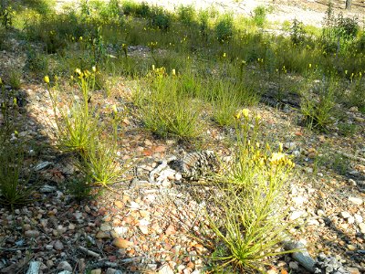 Drosophyllum lusitanicum habitat, Sierra Madrona, Spain