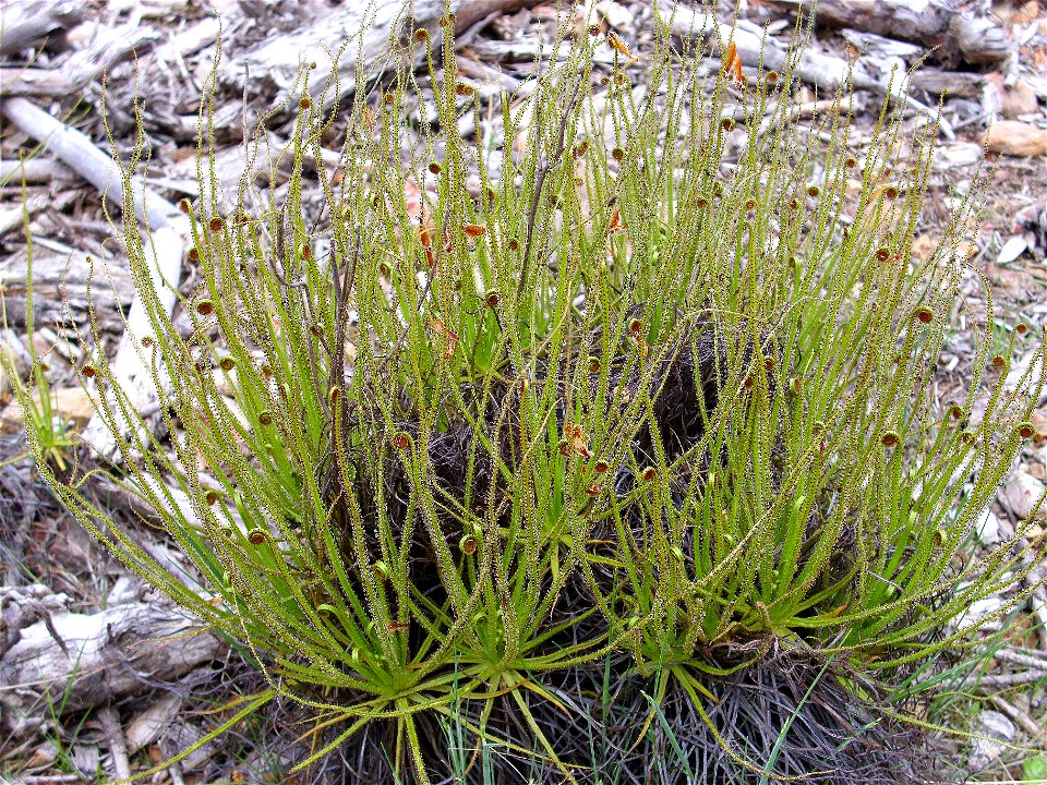 Drosophyllum lusitanicum habit, Sierra Madrona, Spain