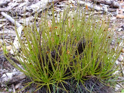 Drosophyllum lusitanicum habit, Sierra Madrona, Spain
