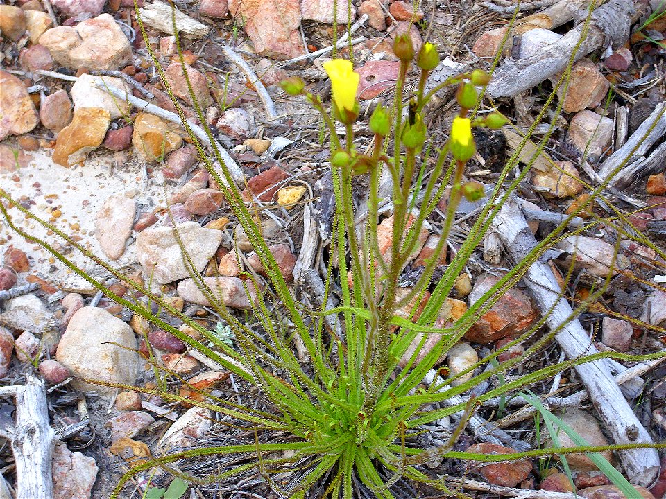 Drosophyllum lusitanicum habit, Sierra Madrona, Spain