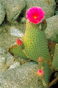 Image title: Cactus growing in rocks with buds
Image from Public domain images website, http://www.public-domain-image.com/full-image/flora-plants-public-domain-images-pictures/flowers-public-domain-i