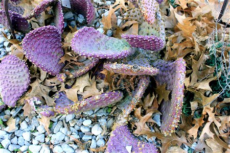  ; Flowers, trees, and other plant stuff
The common prickly pear plant. Opuntia Basilaris.