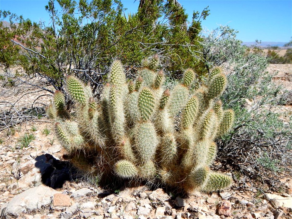 Opuntia diploursina growing north of Lake Mead Recreation Area, Nevada. March 2015