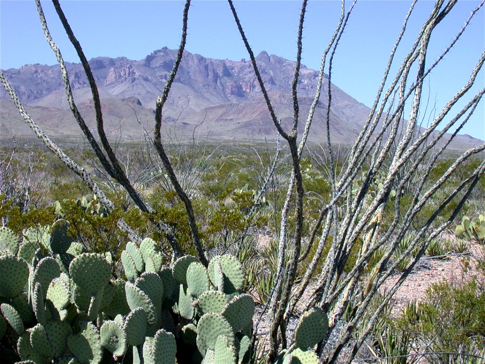 Cactus at Big Bend National Park in Texas photo