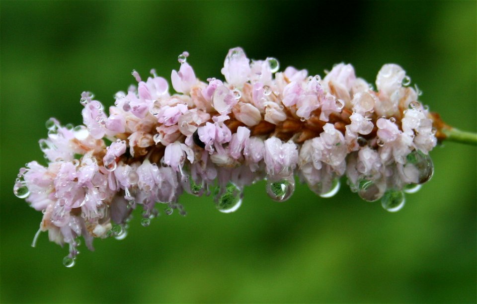 Persicaria bistorta in Mount Imuki