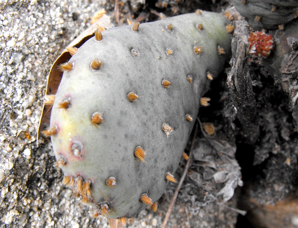 Opuntia basilaris var. brachyclada at the Wild Animal Park, Escondido, California, USA. Identified by sign.