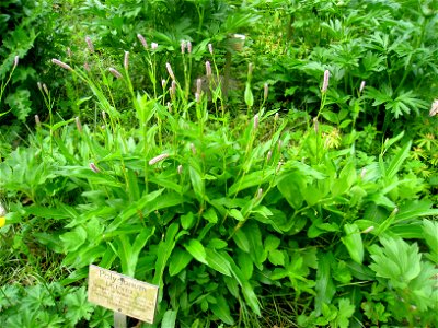 Bistorta officinalis (also known as Polygonum bistorta) specimen, in the Botanischer Garten, Berlin-Dahlem (Berlin Botanical Garden), Berlin, Germany.