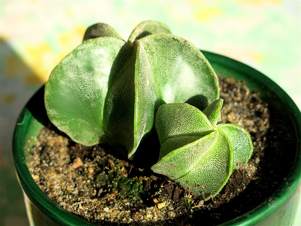 Astrophytum myriostigma. Pot diameter : 12 cm