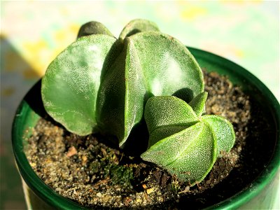 Astrophytum myriostigma. Pot diameter : 12 cm
