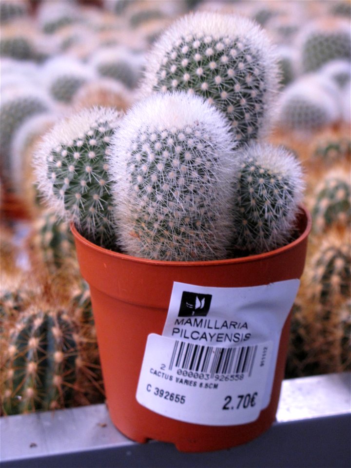 Mammillaria pilcayensis in a garden centre. Identified by its commercial botanic label.