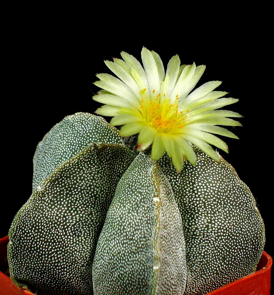 Astrophytum myriostigma first flower
