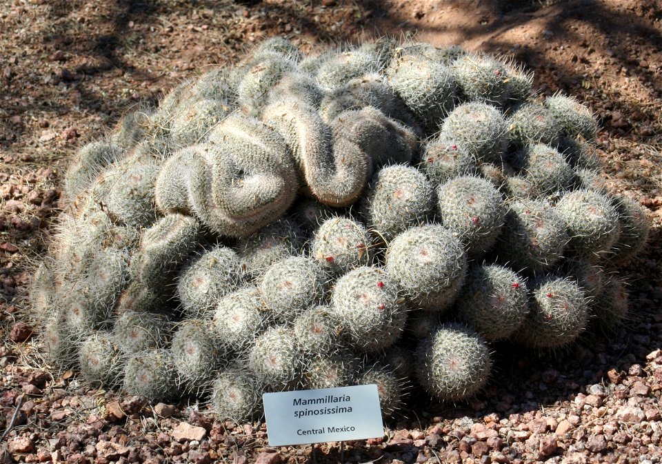Mammillaria spinosissima; native to Central Mexico.  Photographed at the Desert Botanical Garden, Phoenix, AZ.