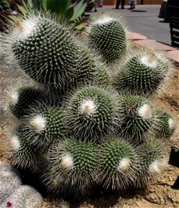 Mammillaria spinosissima 'Un Pico' at the San Diego County Fair, California, USA. Identified by exhibitor's sign.