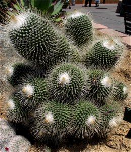 Mammillaria spinosissima 'Un Pico' at the San Diego County Fair, California, USA. Identified by exhibitor's sign. photo