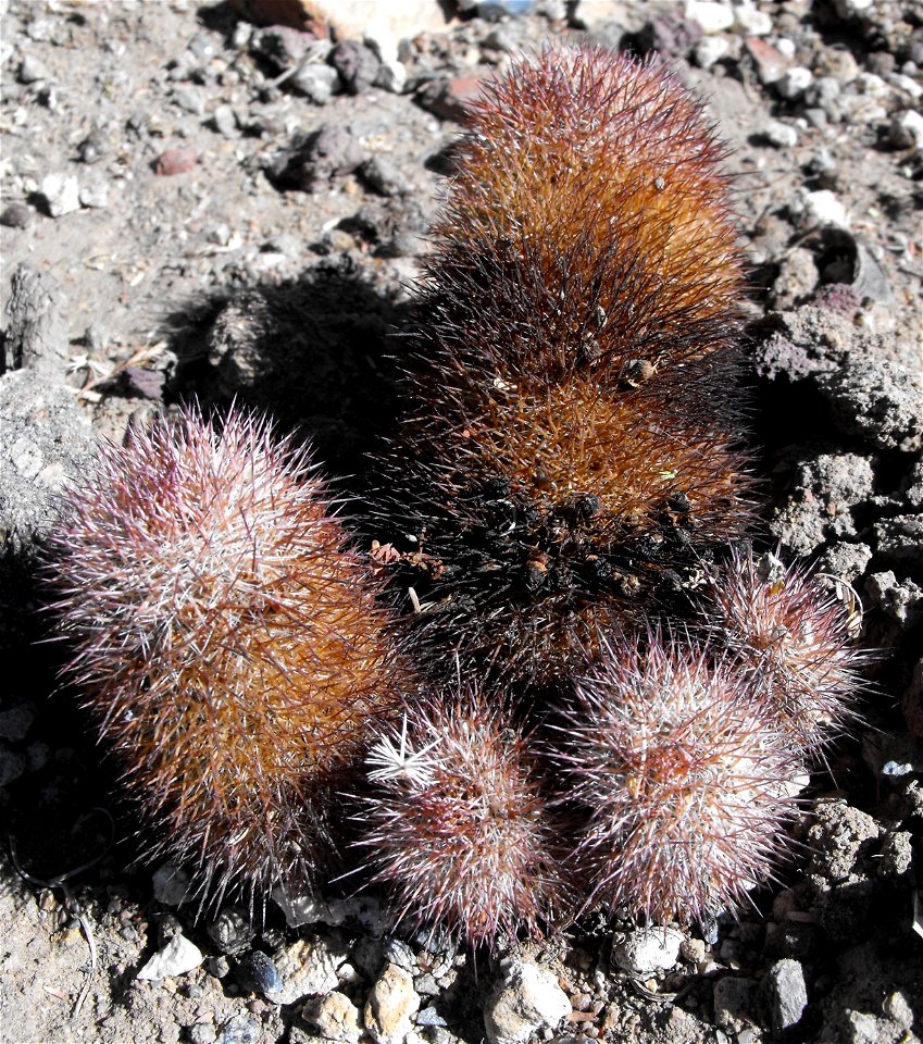 Mammillaria spinosissima at the Palomar College Arboretum, San Marcos, California, USA. Identified by sign.