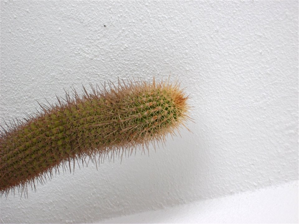 trichocereus spachianus