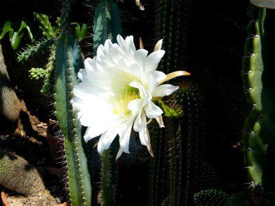 Echinopsis spachiana