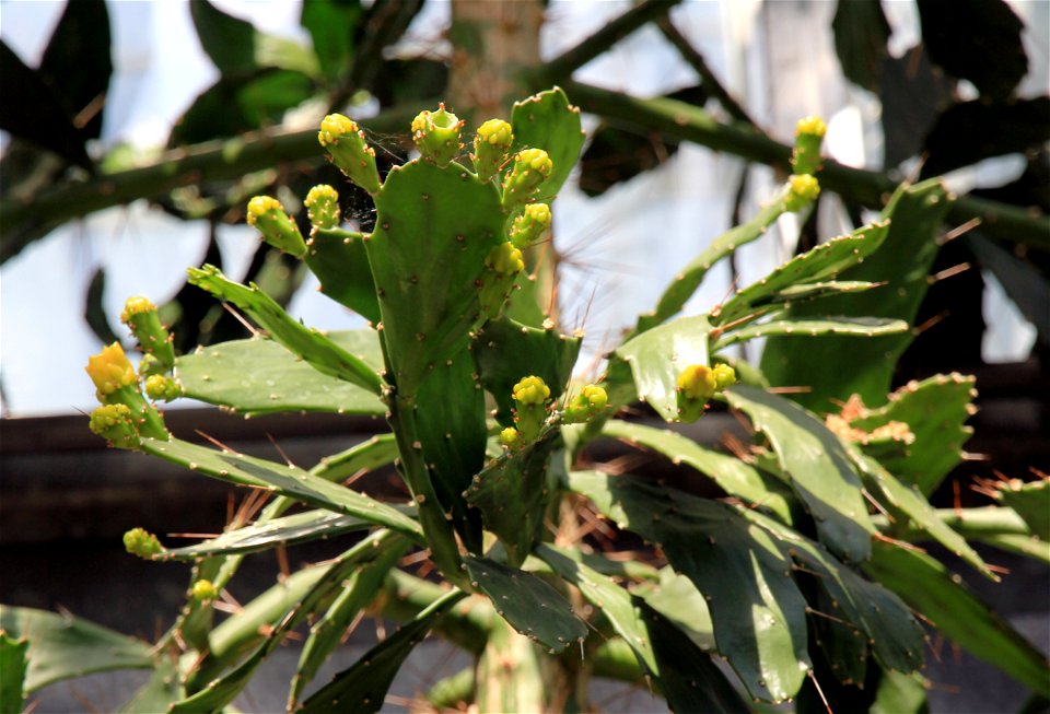 Branch of cactus Brasiliopuntia brasiliensis (former:Opuntia brasiliensis) with buds from greenhouse of the Botanical Gardens of Charles University, Prague, Czech Republic