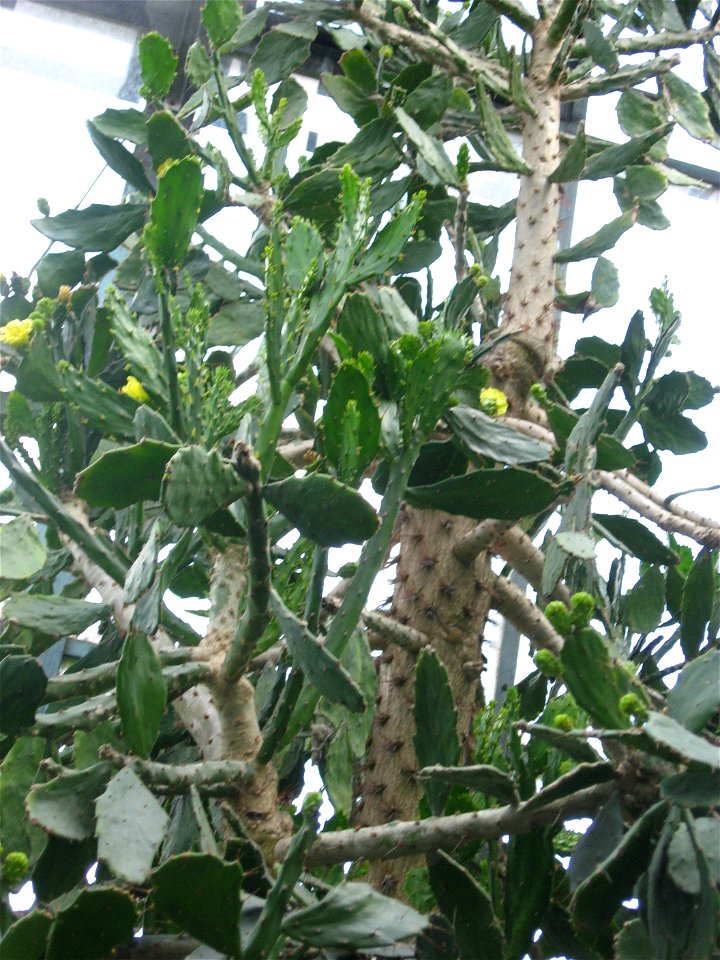 A picture of the top portion of Opuntia brasiliensis.
