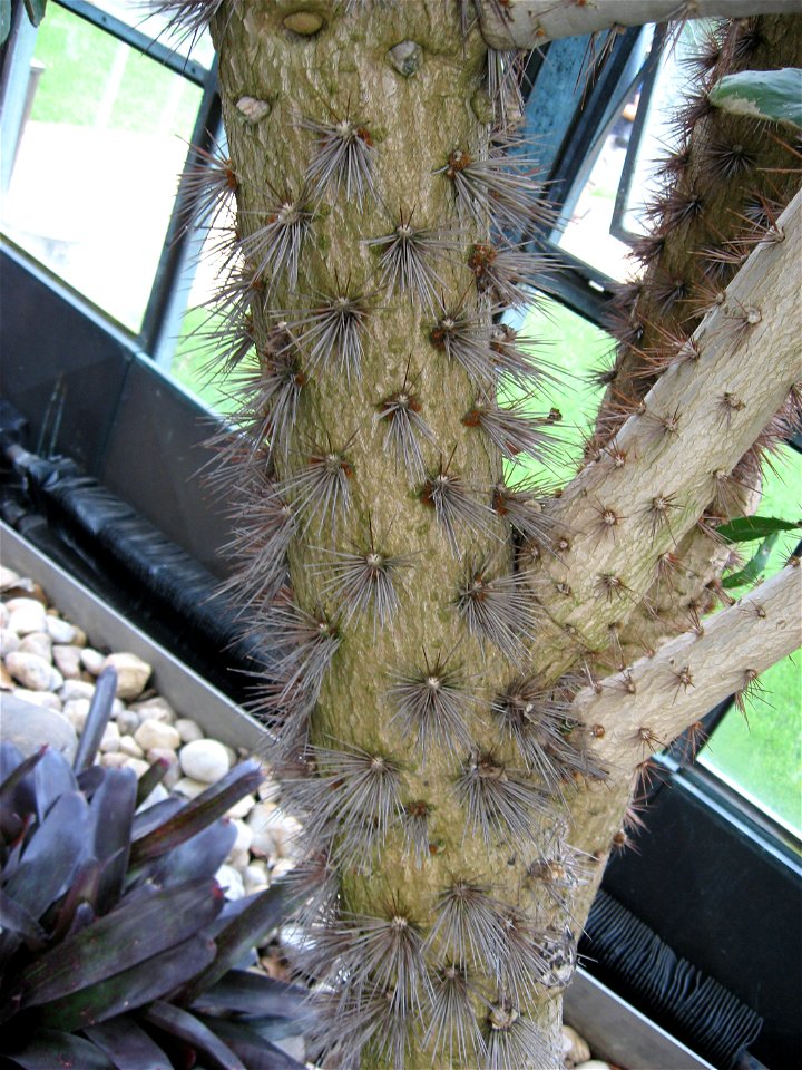 A picture of the trunk of Opuntia brasiliensis.