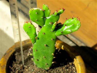 Small brasiliopuntia bought in a second-hand market.