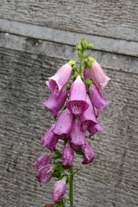Purple summer garden