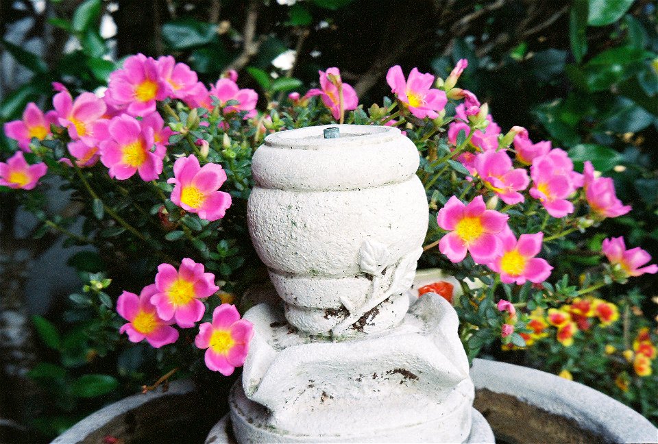 A fountain on a bird bath, with flowers.