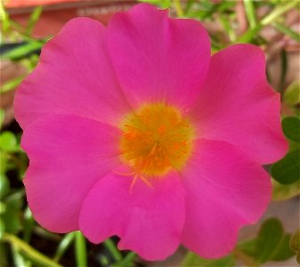 Flor rosada de Portulaca umbraticola