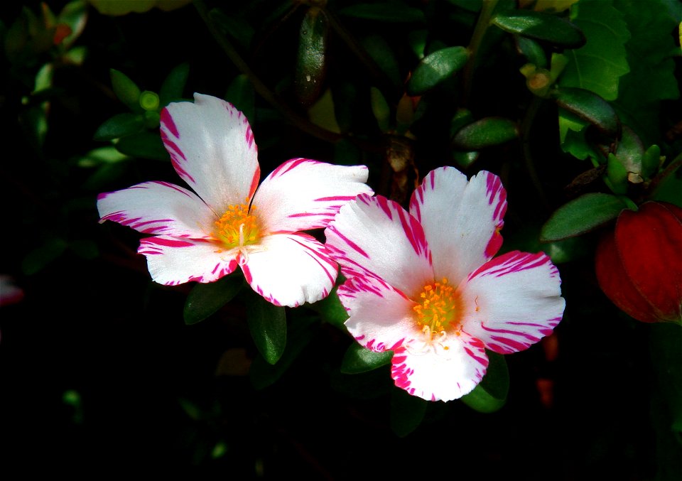 Flowers