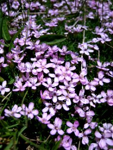 moss campion