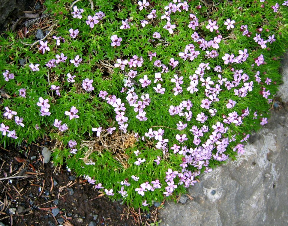 Silene acaulis - Photo by Salvor taken in the botanical garden in Reykjavik.