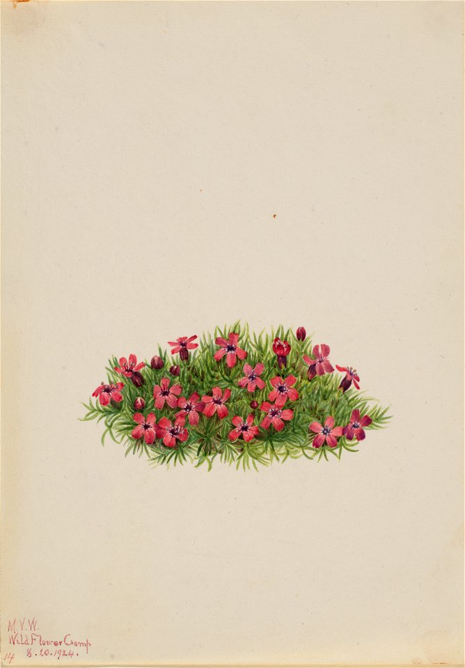 Moss Campion (Silene acaulis)