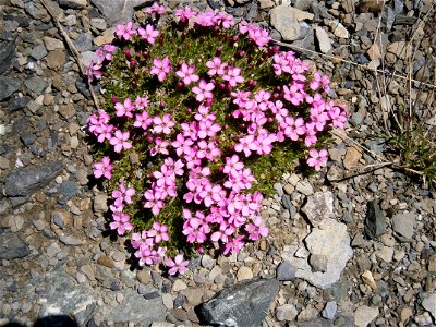 Silene acaulis