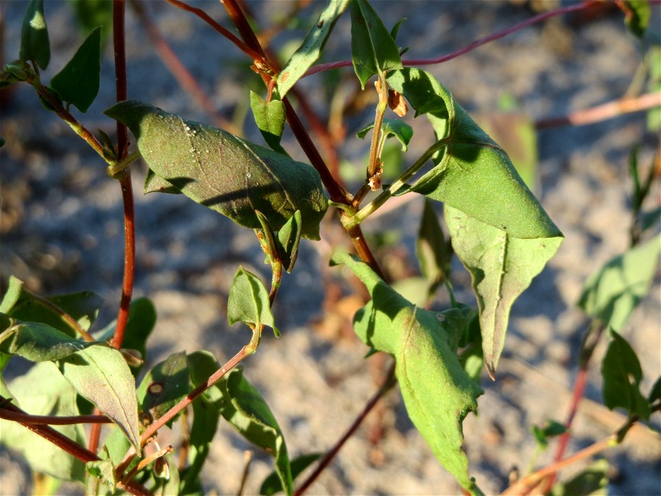 Windenknöterich (Fallopia convolvulus) im Schwetzinger Hardt